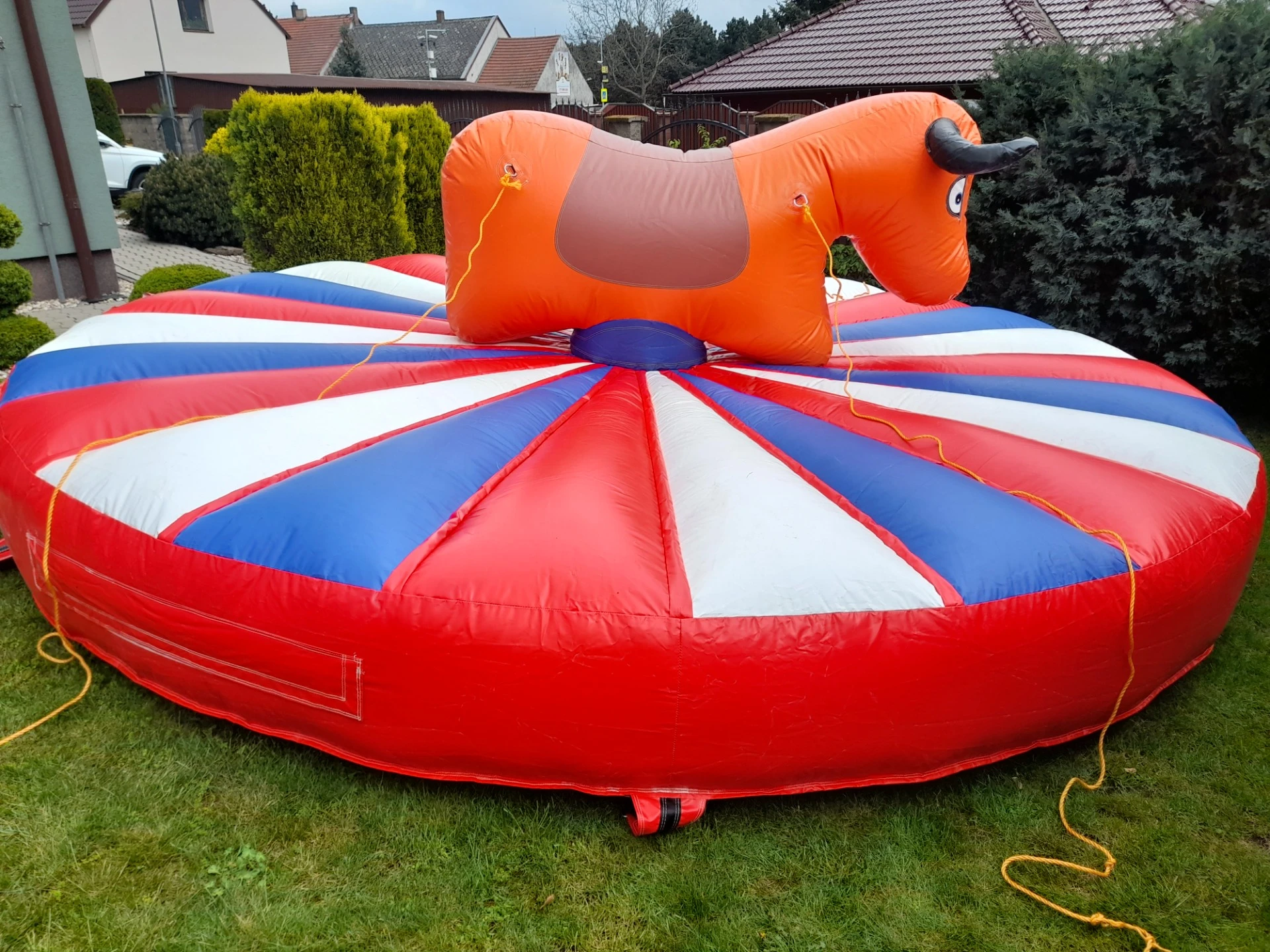 Rodeo býk